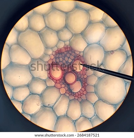 A microscope image showing a single cell with a clear nucleus in the center, surrounded by cytoplasm and a thin membrane, with tiny organelles faintly visible inside.