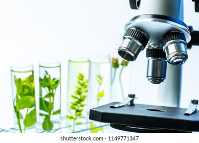 Microscope And Young Plant In Science Test Tube , Lab Research Biochemistry , Biotechnology Concept.