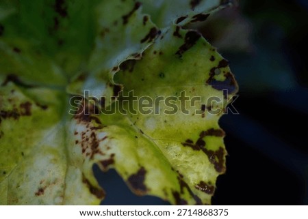 Microscopic Analysis of Begonia sp. Leaf Variegation Pattern and Epidermal Pigment Distribution