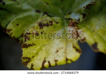 Microscopic Analysis of Begonia sp. Leaf Variegation Pattern and Epidermal Pigment Distribution