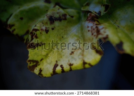 Microscopic Analysis of Begonia sp. Leaf Variegation Pattern and Epidermal Pigment Distribution
