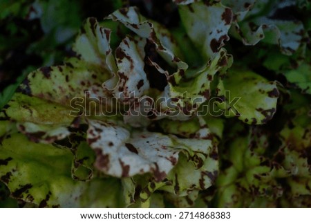Microscopic Analysis of Begonia sp. Leaf Variegation Pattern and Epidermal Pigment Distribution