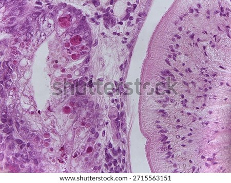 Microscopic Anatomy of Planaria Flatworm and Comparative Biological Specimen Slide Collection