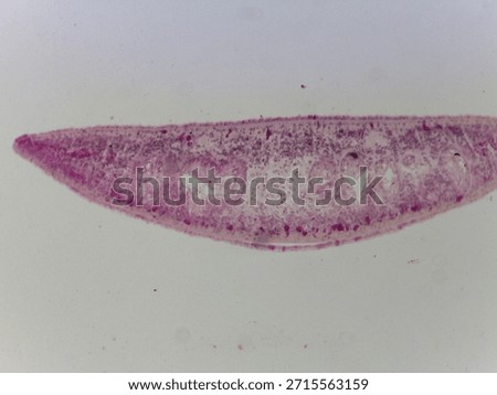 Microscopic Anatomy of Planaria Flatworm and Comparative Biological Specimen Slide Collection