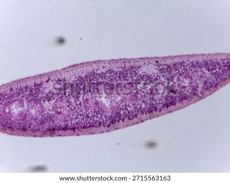Microscopic Anatomy of Planaria Flatworm and Comparative Biological Specimen Slide Collection