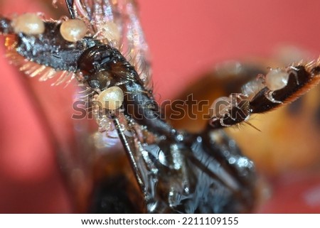 Microscopic Chaetodactylus krombeini mites crawling on the body of a dead honey bee. 