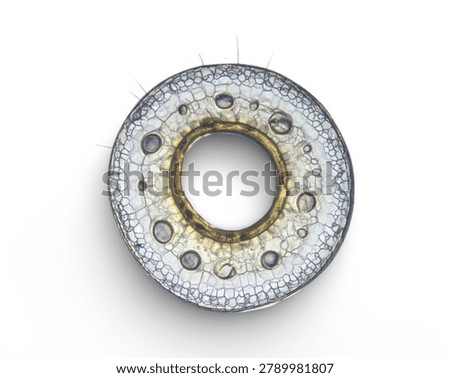Microscopic cross section of plant root showing vascular bundles xylem phloem and cortical cells with fine hairs illuminated with bright clear light against a clean white background