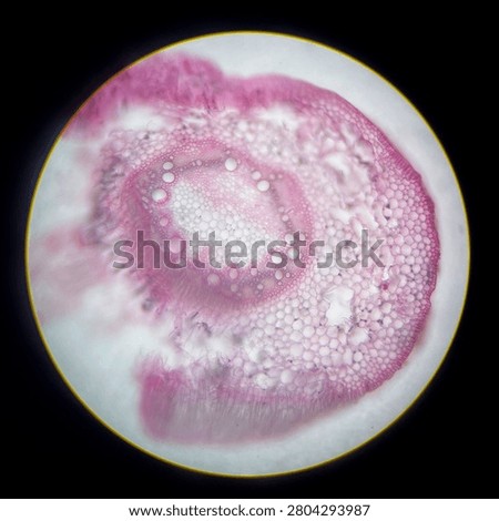 Microscopic cross section of plant stem tissue viewed through a light microscope, showing cellular structure for biology and botanical education