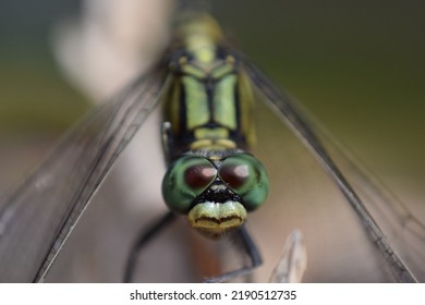 Microscopic Dragonfly Eyes， Micro Insect, Detail Insect Eyes, Green Dragonfly, Focus Green Dragonfly Eye,