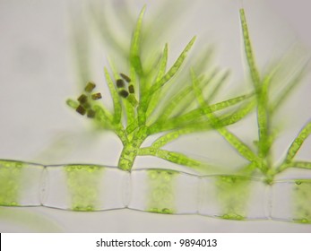 Microscopic filamentous algae Draparnaldia makes spores as a new filament arises from the central stem.