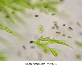 Microscopic filamentous algae.  Draparnaldia is shown as it arises from a spore.