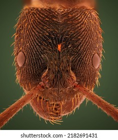 Microscopic Head Detail Of Tooth Ant Odontoponera SP, Arthropoda Phylum, Ponerinae Subfamily, 10X Magnification Macro Front View