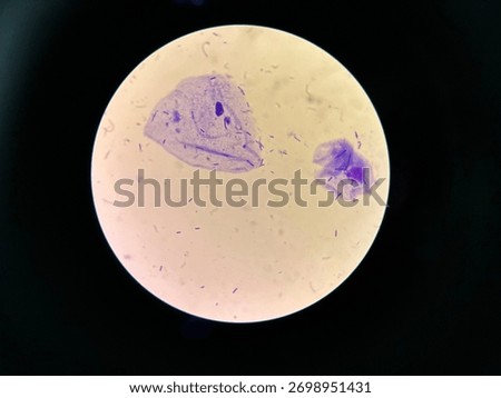 Microscopic image for Chlamydia examination