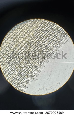 Microscopic image of Elodea leaf cells showing organized rectangular structure and visible chloroplasts at 400x magnification.