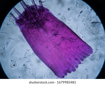 Microscopic Image Of Fish Scale Whole Mount