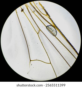 Microscopic image of fly wing.