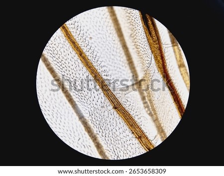 Microscopic image of fly wing. Microbiological study of insect in the genetic laboratory. 