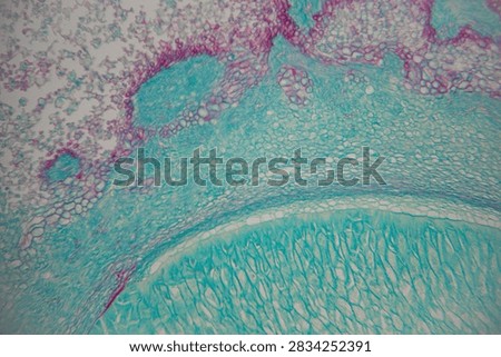 Microscopic image of human tissue section reveals detailed cellular structures with vibrant blue and pink staining, highlighting intricate patterns and textures