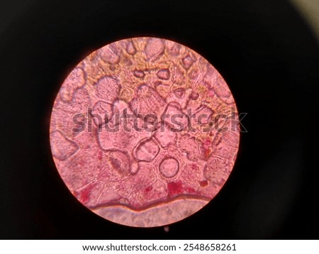 Microscopic image of mango leaf 