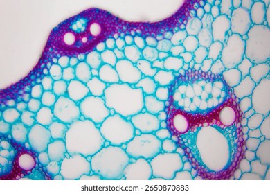 Microscopic image of Microscopic image of nymphaea of aqustio stem