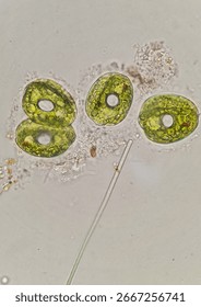 Microscopic image of Phacus sp. protist, 1000x magnification