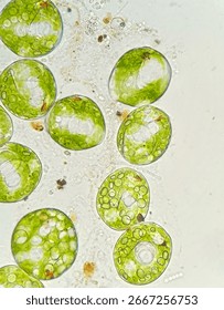 Microscopic image of Phacus sp. protist, 1000x magnification