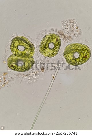 Microscopic image of Phacus sp. protist, 1000x magnification