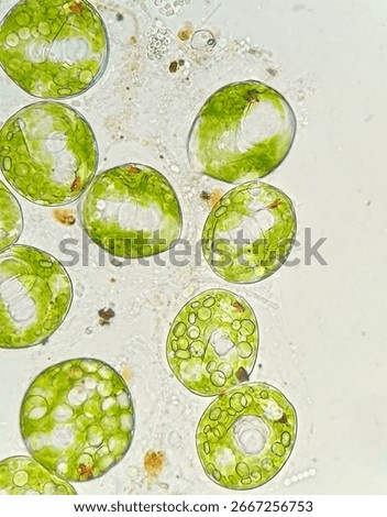 Microscopic image of Phacus sp. protist, 1000x magnification