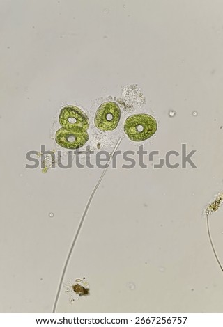 Microscopic image of Phacus sp. protist, 200x magnification