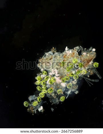 Microscopic image of Phacus sp. protist under darkfield, 100x magnification