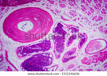 Microscopic image of Planaria transverse section