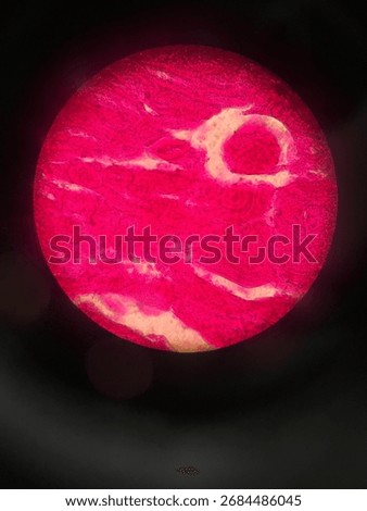 Microscopic image of a Rabbit Ovary sample at 400x magnification. Bright red with white spots.