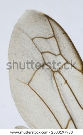 Microscopic Macro shot of insect wing against white background