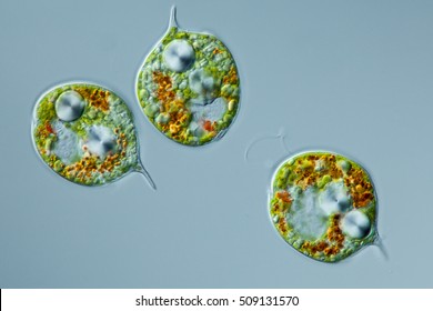a microscopic organism Euglenids Phacus pleuronectes â?? focus to flagellum, eyespot, paramylon grain, chloroplasts, nucleus with differential interference contrast, culture material