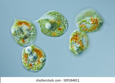 a microscopic organism Euglenids Phacus pleuronectes, focus to flagellum, eyespot, paramylon grain, chloroplasts, longitudinally striated pellicle with DIC differential interference contrast
