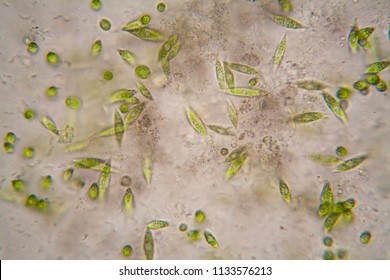 Microscopic Organisms From The Pond. Euglena Gracilis