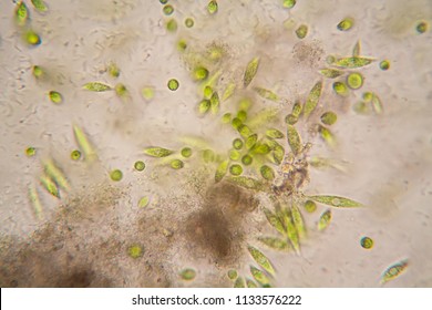 Microscopic Organisms From The Pond. Euglena Gracilis