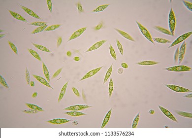 Microscopic Organisms From The Pond. Euglena Gracilis