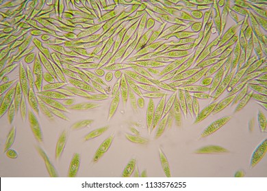 Microscopic Organisms From The Pond. Euglena Gracilis