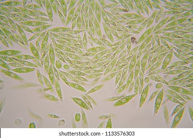 Microscopic Organisms From The Pond. Euglena Gracilis