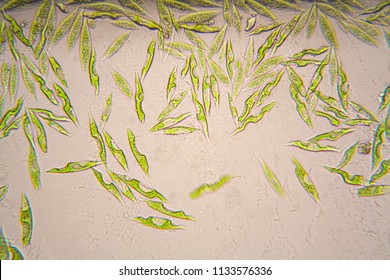 Microscopic Organisms From The Pond. Euglena Gracilis