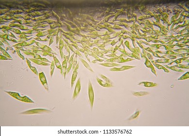 Microscopic Organisms From The Pond. Euglena Gracilis