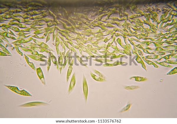 Microscopic Organisms Pond Euglena Gracilis Stock Photo Edit Now