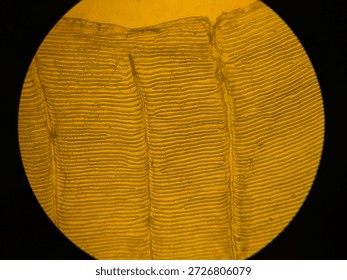Microscopic Pattern of Concentric Circuli and Growth Rings on Teleost Fish Scale