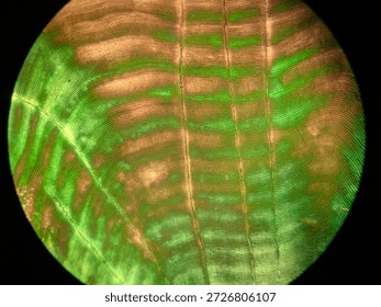 Microscopic Pattern of Concentric Circuli and Growth Rings on Teleost Fish Scale
