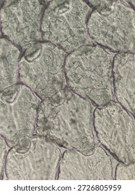 Microscopic Pattern of Fish Scale Growth Rings and Radial Grooves