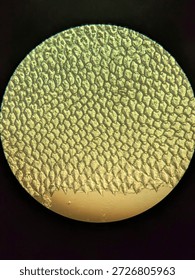 Microscopic Pattern of Fish Scale Growth Rings and Radial Grooves