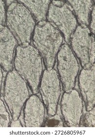 Microscopic Pattern of Fish Scale Growth Rings and Radial Grooves