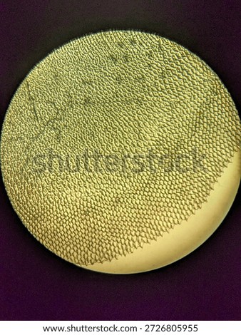 Microscopic Pattern of Fish Scale Growth Rings and Radial Grooves