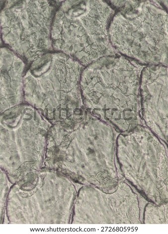 Microscopic Pattern of Fish Scale Growth Rings and Radial Grooves